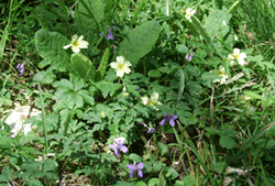 Primroses