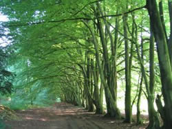 Avenue of Beeches